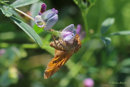 60717-Bruine-daguil-Euclidia-glyphica