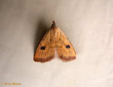 61354-Stro-uiltje - Rivula sericealis
