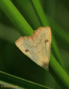 61355-Stro-uiltje - Rivula sericealis