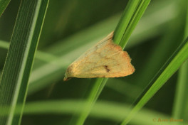 61356-Stro-uiltje - Rivula sericealis