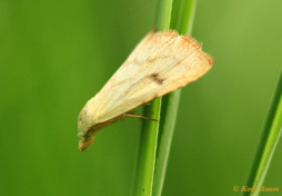 61357-Stro-uiltje - Rivula sericealis