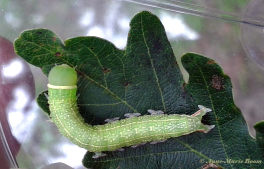 64350-Zilveren-groenuil-Pseudoips-prasinana