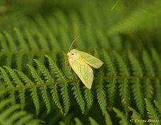 64360-Zilveren groenuil - Pseudoips prasinana