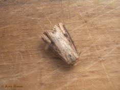 66788-Houtspaander - Axylia putris