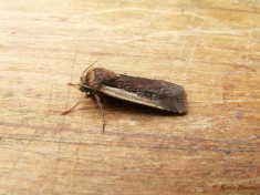 67063-Haarbos - Ochropleura plecta