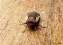 67064-Haarbos - Ochropleura plecta