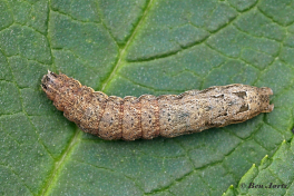 67467B-Volgeling-Noctua-comesjpg