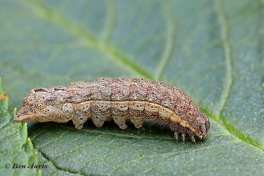 67467D-Volgeling-Noctua-comesjpg