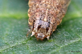 67467F-Volgeling-Noctua-comesjpg