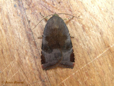 67623-Kleine breedbandhuismoeder - Noctua janthina