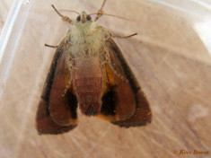 67624-Kleine breedbandhuismoeder - Noctua janthina