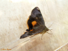 67625-Kleine breedbandhuismoeder - Noctua janthina