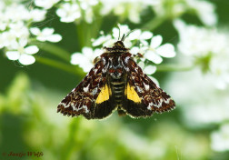 70061-Roodbont heide-uiltje - Anarta myrtilli