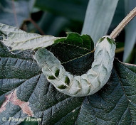 70900-Perzikkruiduil - Melanchra persicariae