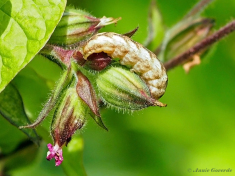 72230-Gewone-silene-uil-Hadena-bicruris