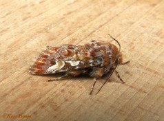 72663-Dennenuil - Panolis flammea