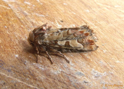 72664-Dennenuil - Panolis flammea