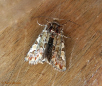 72665-Dennenuil - Panolis flammea