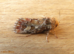 72666-Dennenuil - Panolis flammea