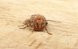 72668-Dennenuil - Panolis flammea