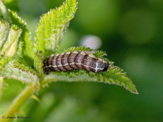 72780-Kleine-voorjaarsuil-Orthosia-cruda