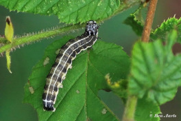 72795-Kleine-voorjaarsuil-Orthosia-cruda