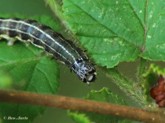 72796-Kleine-voorjaarsuil-Orthosia-cruda