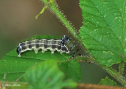 72797-Kleine-voorjaarsuil-Orthosia-cruda