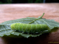 73140-Tweestreepvoorjaarsuil - Orthosia cerasi