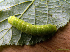73141-Tweestreepvoorjaarsuil - Orthosia cerasi