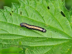 73422-Dubbelstipvoorjaarsuil-Anorthoa-munda