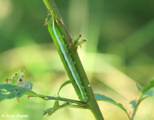73485-Nunvlinder - Orthosia gothica