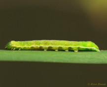 73486-Nunvlinder - Orthosia gothica