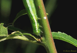 73488-Nunvlinder - Orthosia gothica