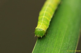 73489-Nunvlinder - Orthosia gothica