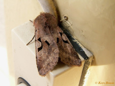 73503-Nunvlinder - Orthosia gothica