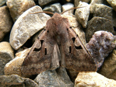 73504-Nunvlinder - Orthosia gothica