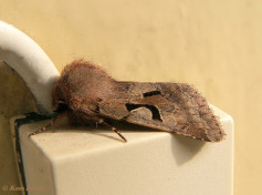 73505-Nunvlinder - Orthosia gothica