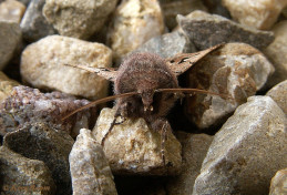 73506-Nunvlinder - Orthosia gothica