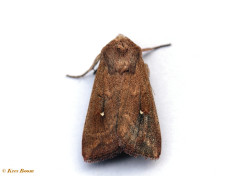 74232-Witstipgrasuil - Mythimna albipuncta