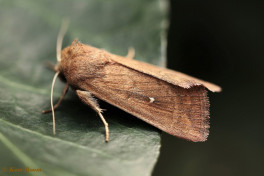 74233-Witstipgrasuil - Mythimna albipuncta