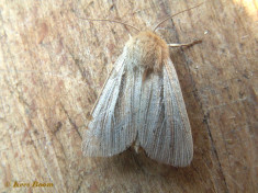 74512-Stompvleugelgrasuil - Mythimna impura