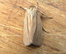 74583-Bleke grasuil - Mythimna pallens