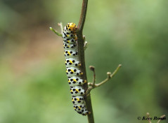 76576-Helmkruidvlinder - Cucullia lychnitis