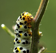 76577-Helmkruidvlinder - Cucullia lychnitis