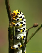 76578-Helmkruidvlinder - Cucullia lychnitis