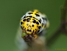 76579-Helmkruidvlinder - Cucullia lychnitis