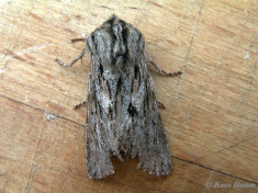 76863-Kromzitter - Asteroscopus sphinx