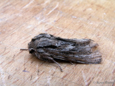 76864-Kromzitter - Asteroscopus sphinx