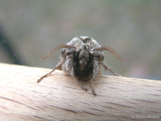 76865-Kromzitter - Asteroscopus sphinx